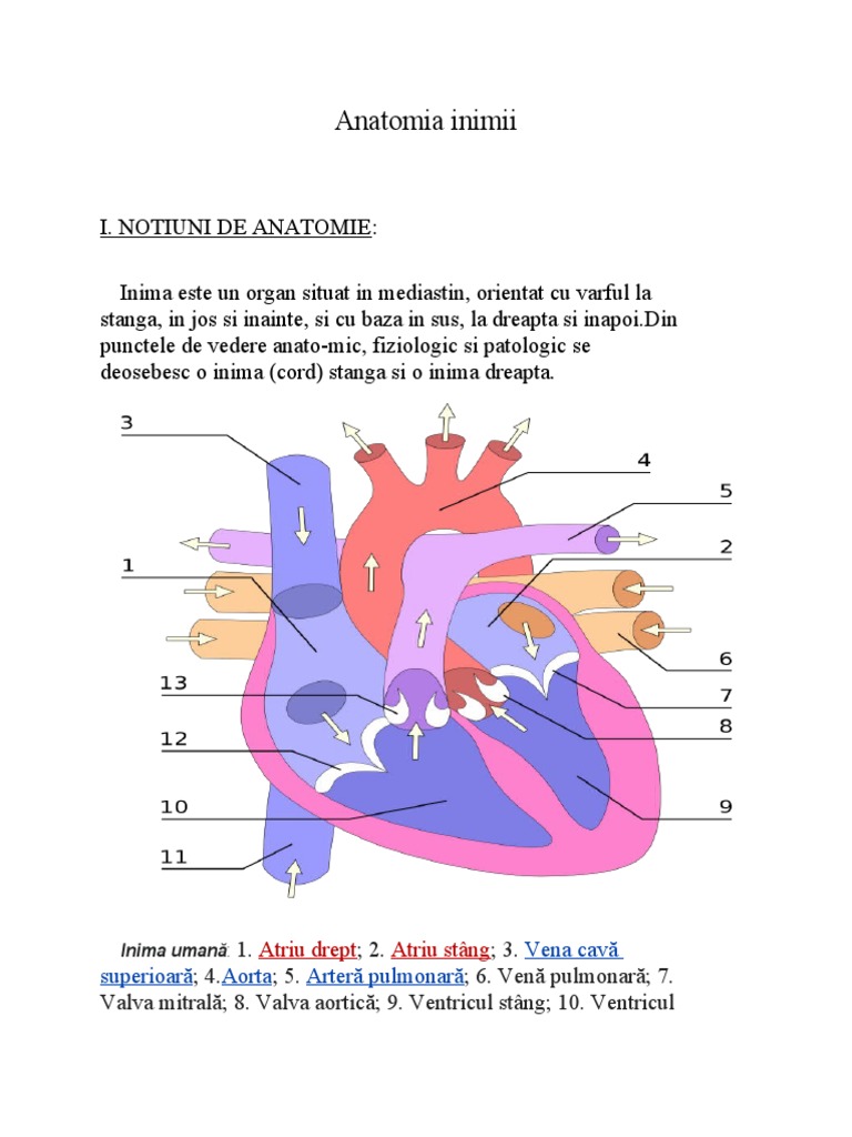 Anatomia-Inimii Amg2b | PDF