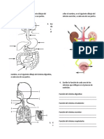 Sistemas Del Cuerpo Examen 4to