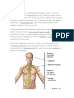 Sistema Nervioso Periférico