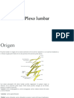 Plexo lumbar: origen, ramos y funciones en