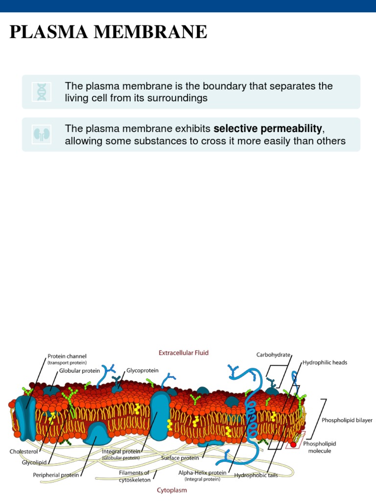 Lecture 2 - Cell Membrane Structures and Functions | PDF | Cell ...