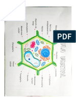 Celula Vegetal PDF