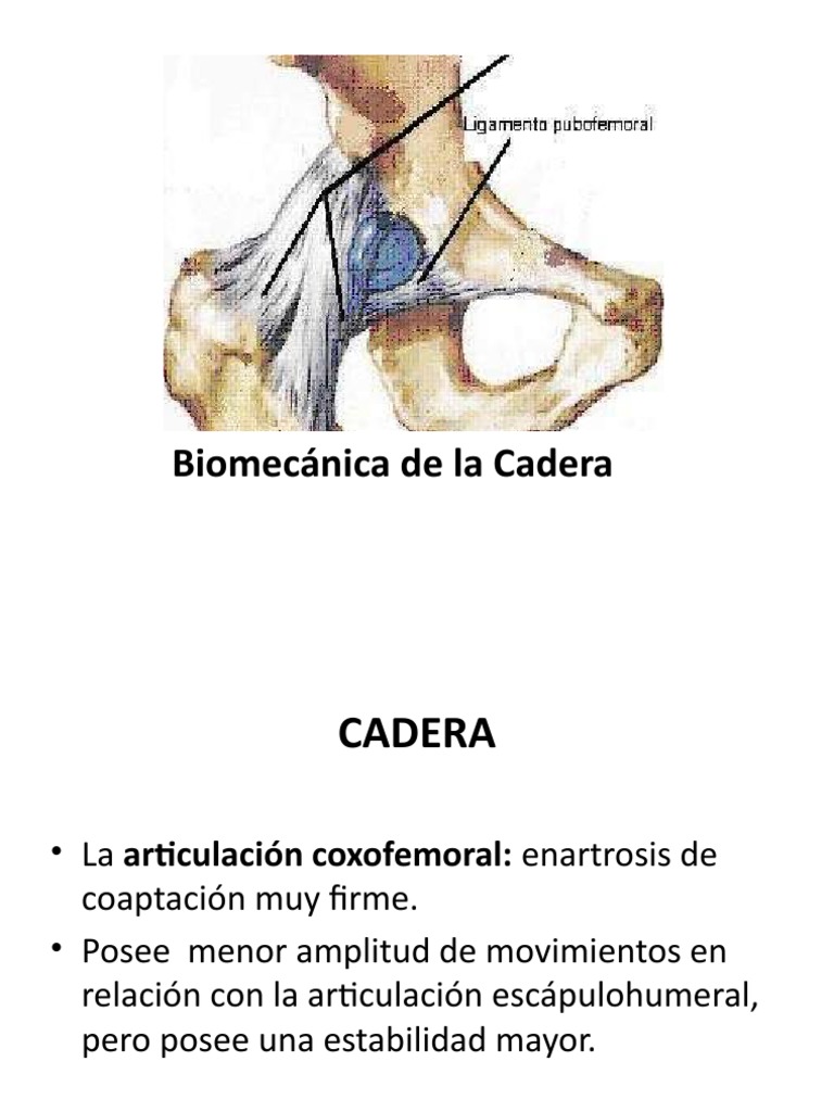 Biomecanica de La Cadera | PDF | Pelvis | Extremidades (anatomía)