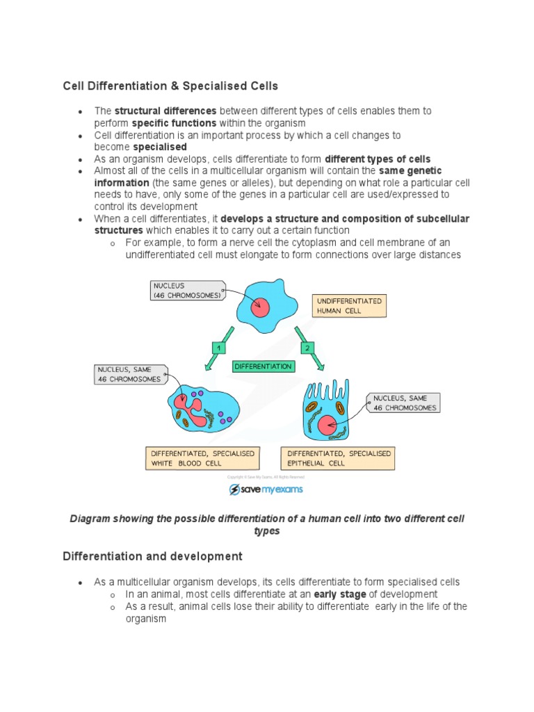 Cell Differentiation and Specialized Cells | PDF | Cell (Biology ...