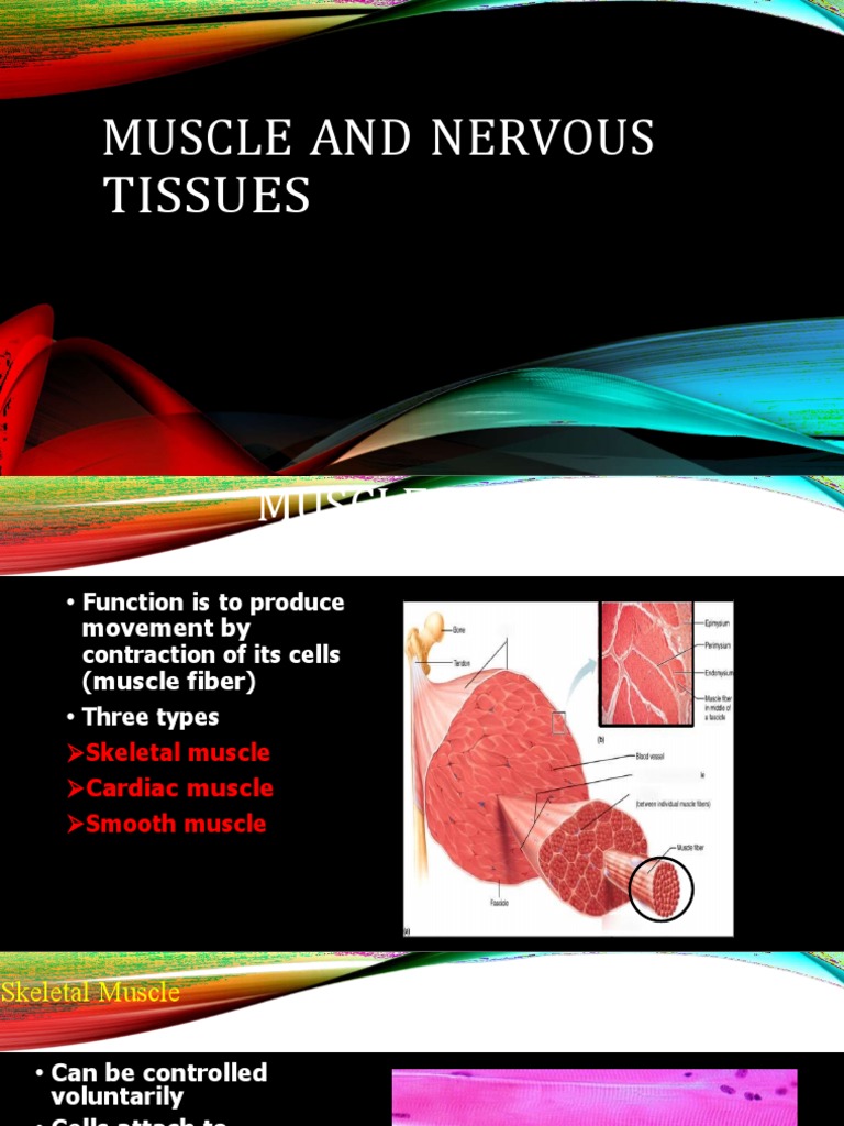 Muscle and Nervous Tissues PDF Tissue (Biology) Skeletal Muscle