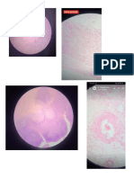 Cortes Histologicos