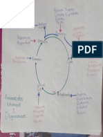 Aminoácidos Cetonicos PDF