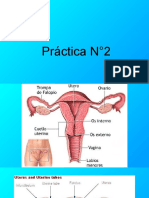 Practica N°2 Embriologia