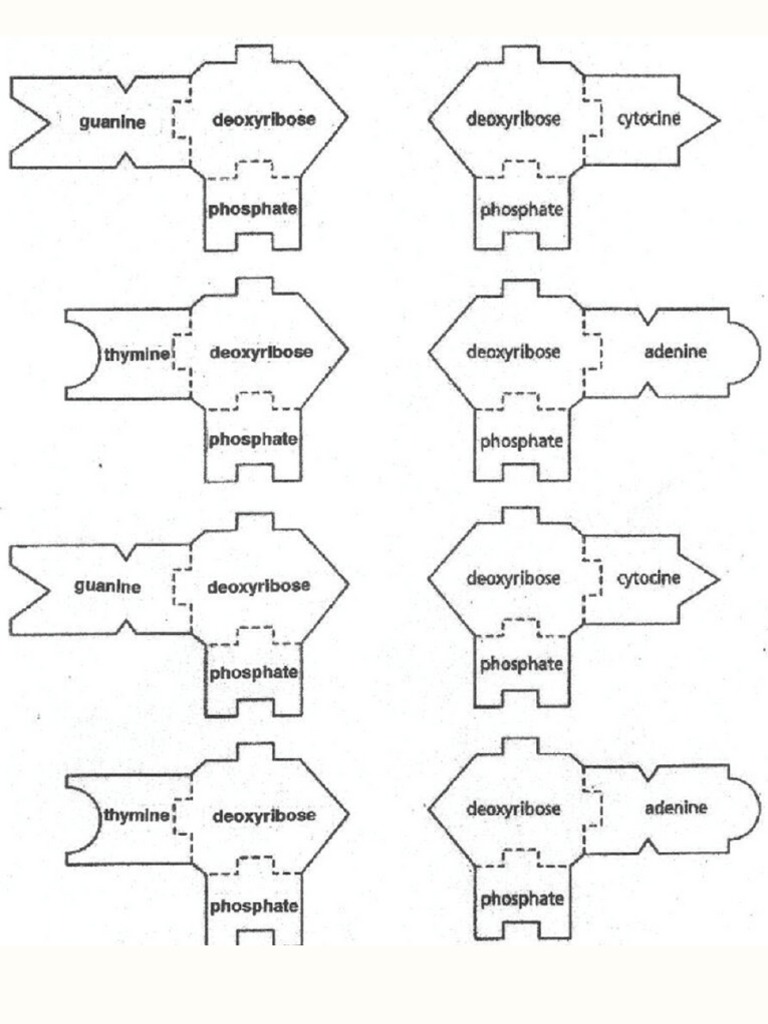 Dna Template | PDF