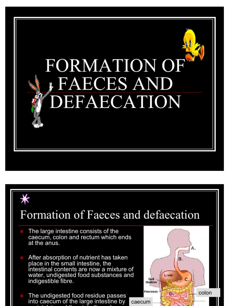 Formation of Feces and Defecation | PDF