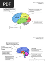 Partes Del Cerebro y Su Función