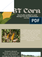 GMO - BT Corn