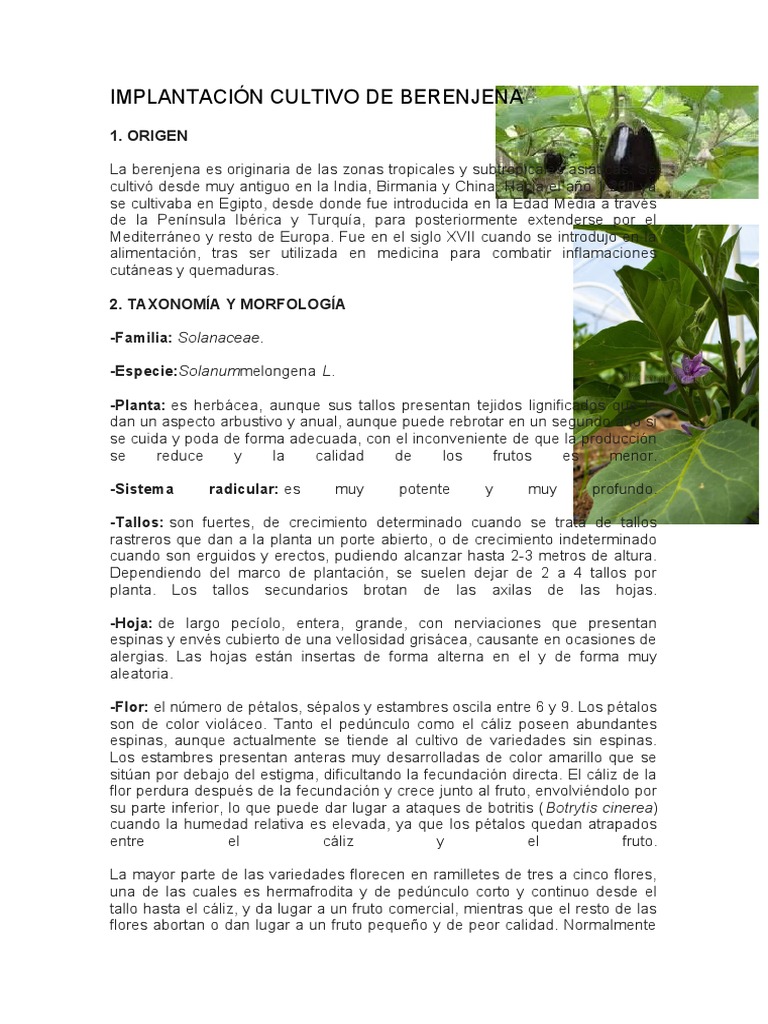 Implantación Cultivo De Berenjena Pdf Dióxido De Carbono Lepidópteros