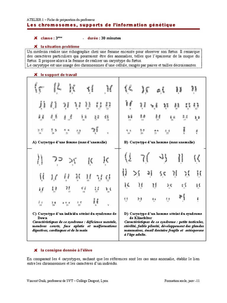 Comprendre le caryotype humain | PDF | Chromosome | Humain