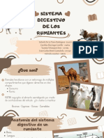 Sistema Digestivo de Los Rumiantes