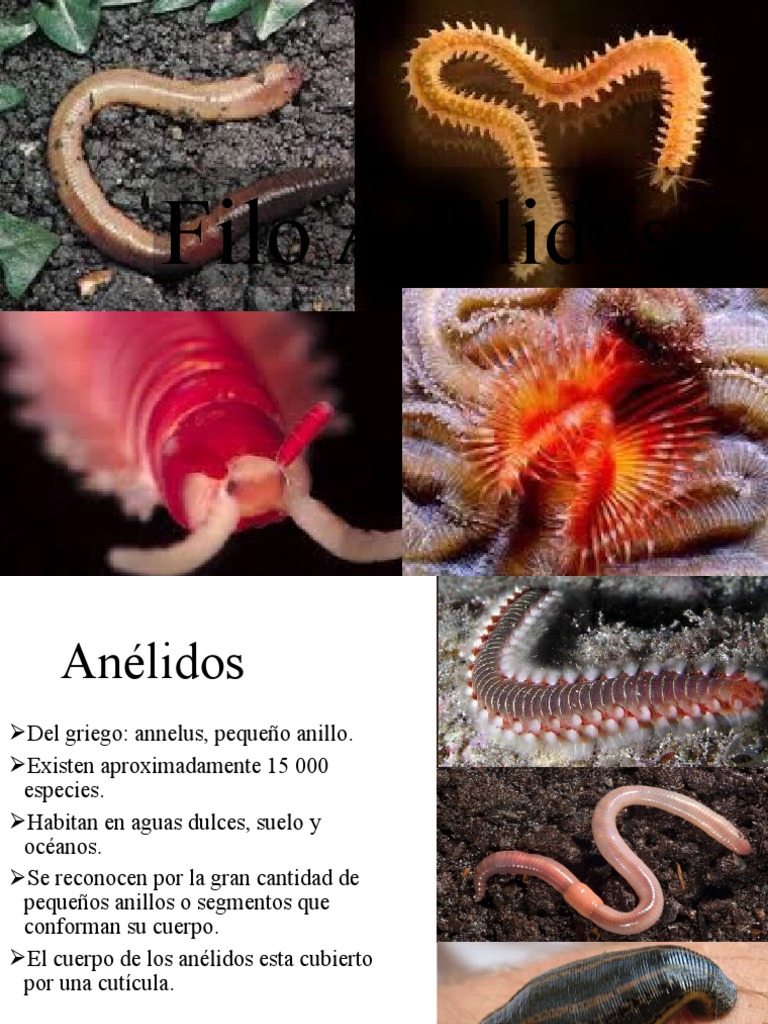 Características y Clasificación de Anélidos | PDF | Anatomía | Protostomas