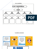 Los sentidos: Funciones del oído