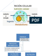 NUTRICIÓN Y RESPIRACIÓN CELULAR