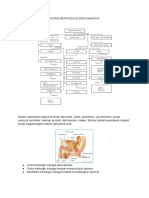 Sistem Reproduksi Pada Manusia