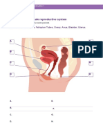 Female Reproductive System Labeling Worksheet