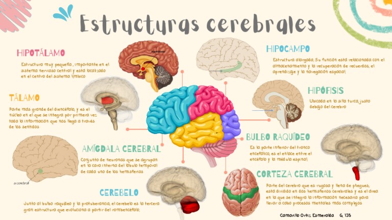 Estructuras Cerebrales PDF Cerebro Cerebelo