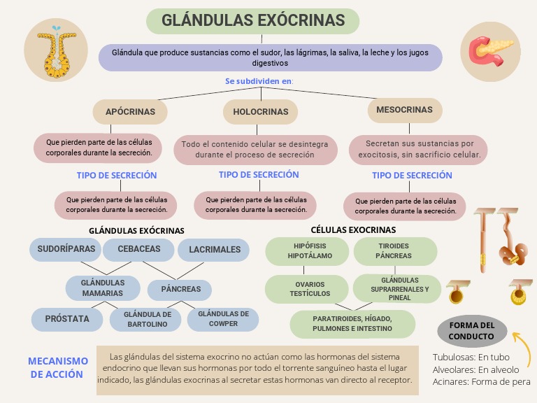 Tipos y funciones de glándulas exocrinas | PDF | Anatomía | Zoología