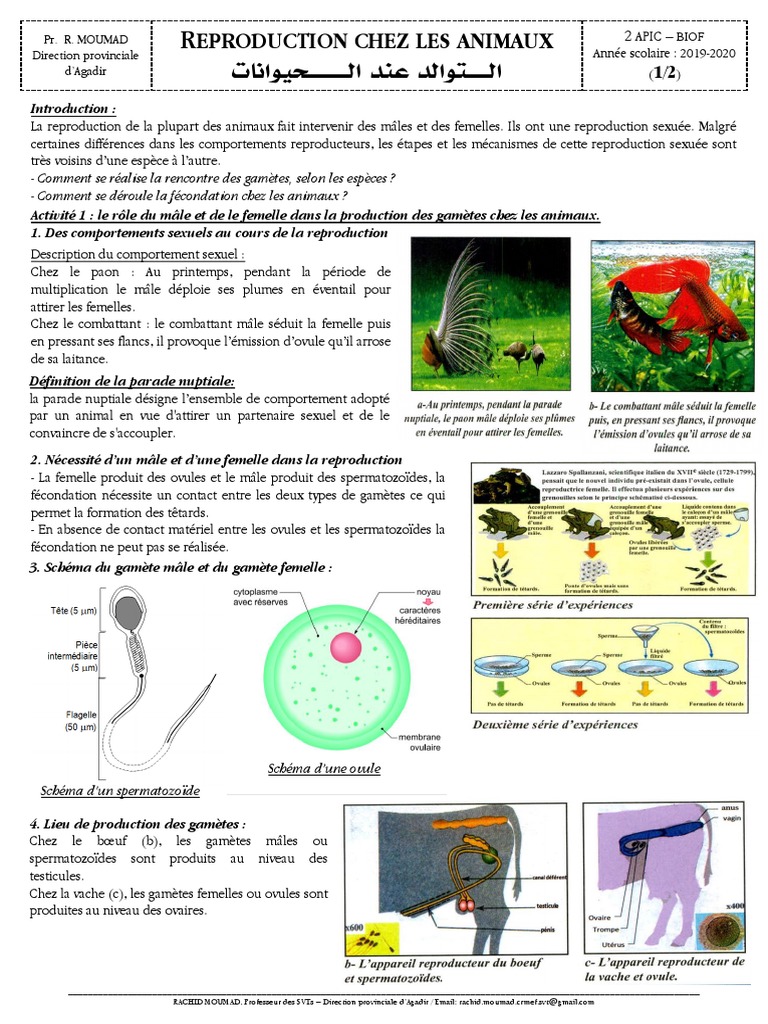 Reproduction sexuée chez les animaux | PDF | Fécondation | Mâle
