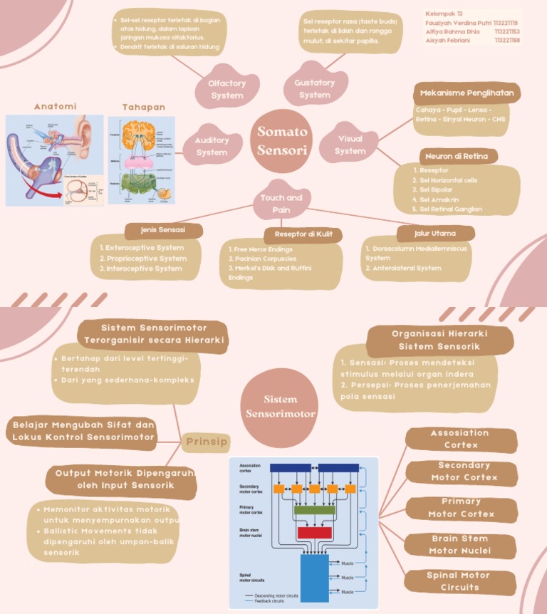Sistem Sensorik dan Motorik Manusia | PDF