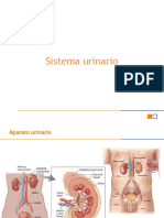 Resumen Examen Bioquímica Elena PDF