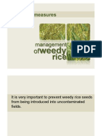 Management of Weedy Rice_preventive Measures