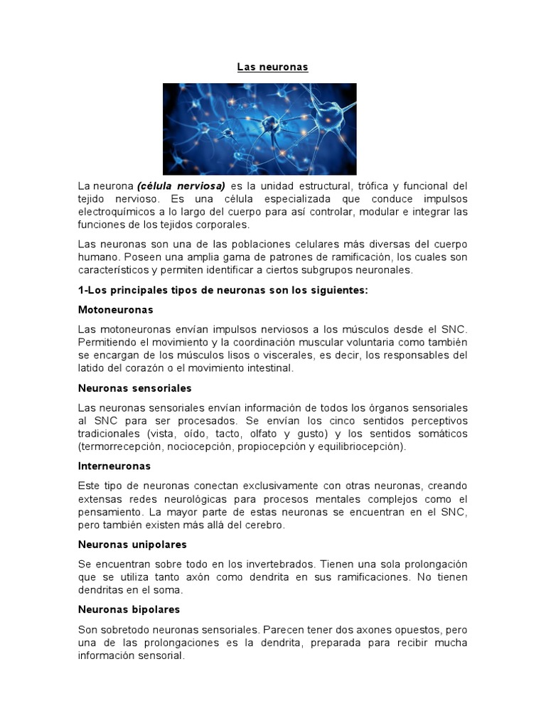 Las Neuronas y Tipos | PDF | Neurona | Sistema nervioso