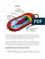 Células procariotas: características y clasificación