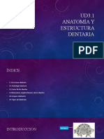 UD 3.1 Anatomia y Estructura Dentaria (22-23)