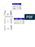 Premolares endo tarea