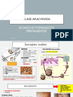 Clase Arachnida PDF
