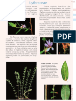 PFRD 1999 Lythraceae PDF
