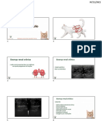 Doença renal crônica em felinos: causas, sinais e tratamento