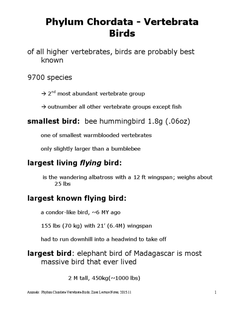 Phylum Chordata-Birds | PDF | Feather | Birds
