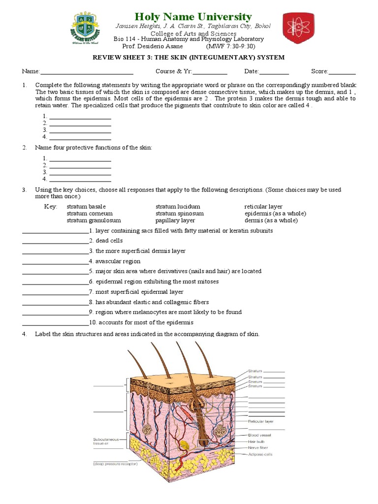 Review Sheet 3 PDF Skin Epidermis