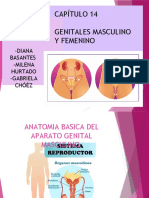 Anatomía Básica Del Aparato Genital Masculino y Femenino