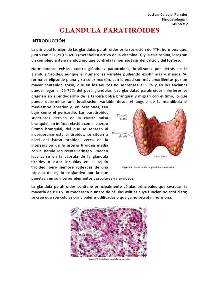 Glandula Paratiroides | PDF | Glándula paratiroidea | Calcio
