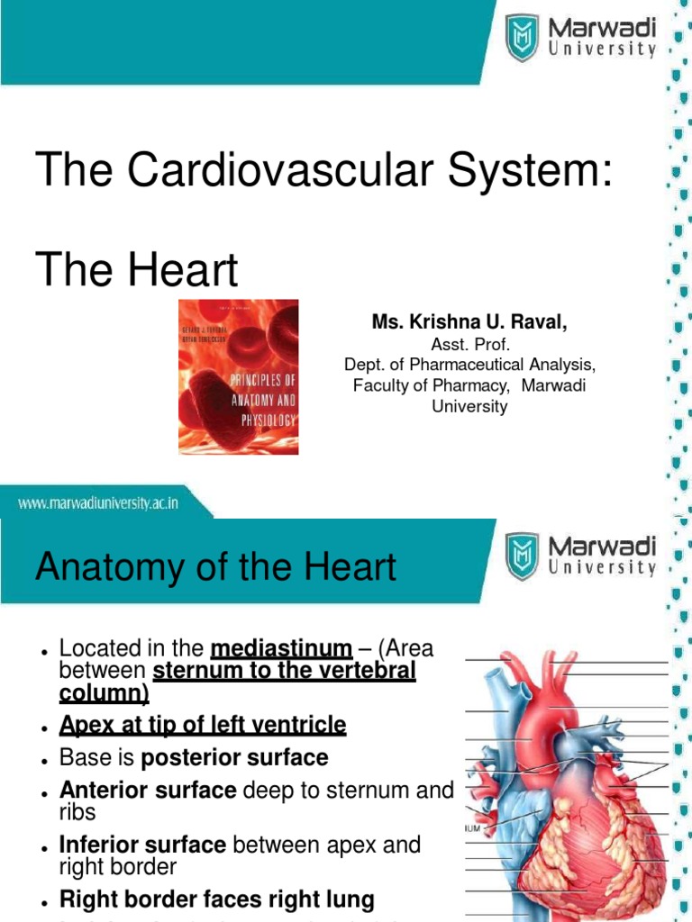 Human Anatomy And Physiology Pdf Heart Valve Ventricle Heart