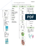 Esquema Tema 1, Clasificación Microorganismosdocx