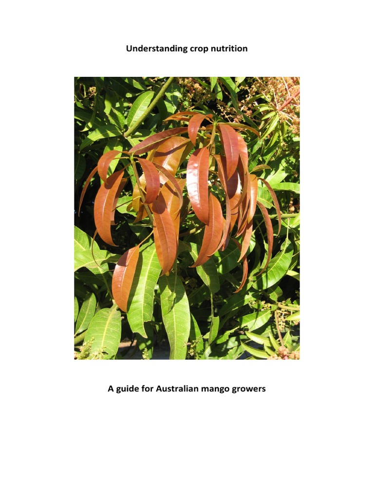 Understanding the Growth Cycle of Mango Trees A Guide to Developing an