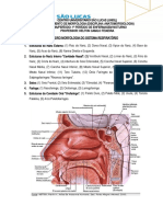 Roteiro Aula Prática - Morfologia Do Sistema Respiratório