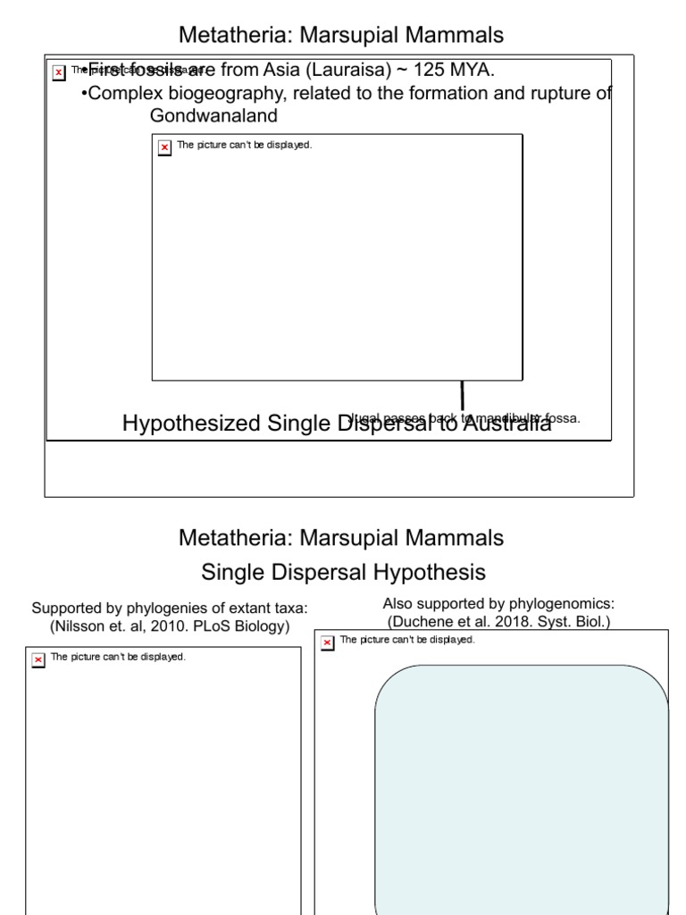 Zool 322 Lecture 5 Ed 2019-2020 Marsupial Mammals | PDF | Marsupials ...