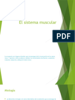 El Sistema Muscular