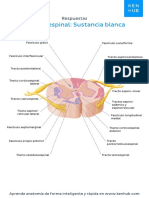 Worksheet White Matter Answers Spanish