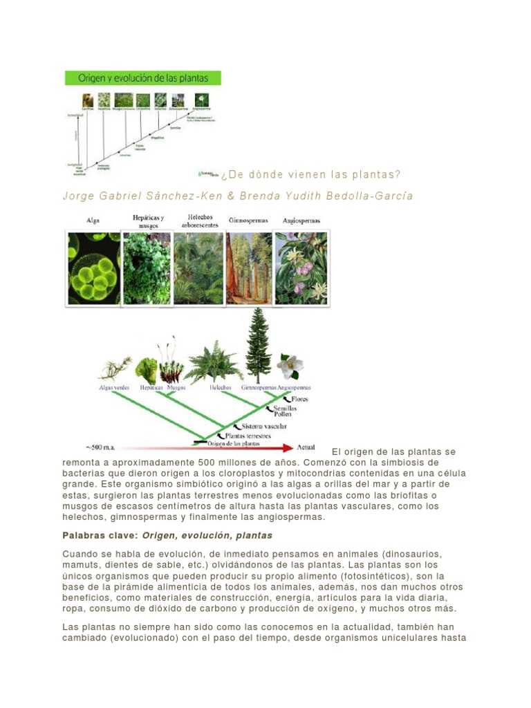 Origen y evolución de las plantas | PDF | Plantas | Flores
