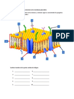 Actividad Membrana Plasmatica